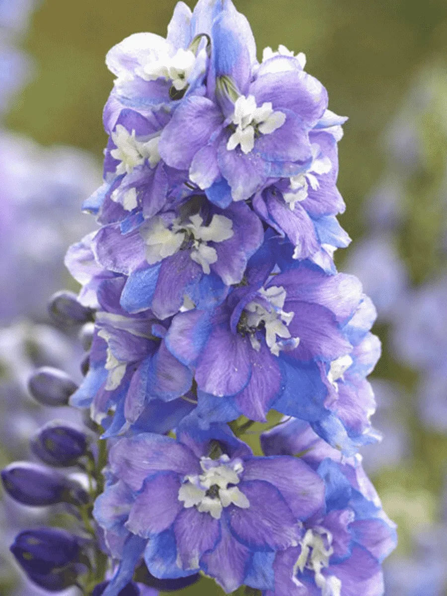 Дельфиниум  Guardian Lavender