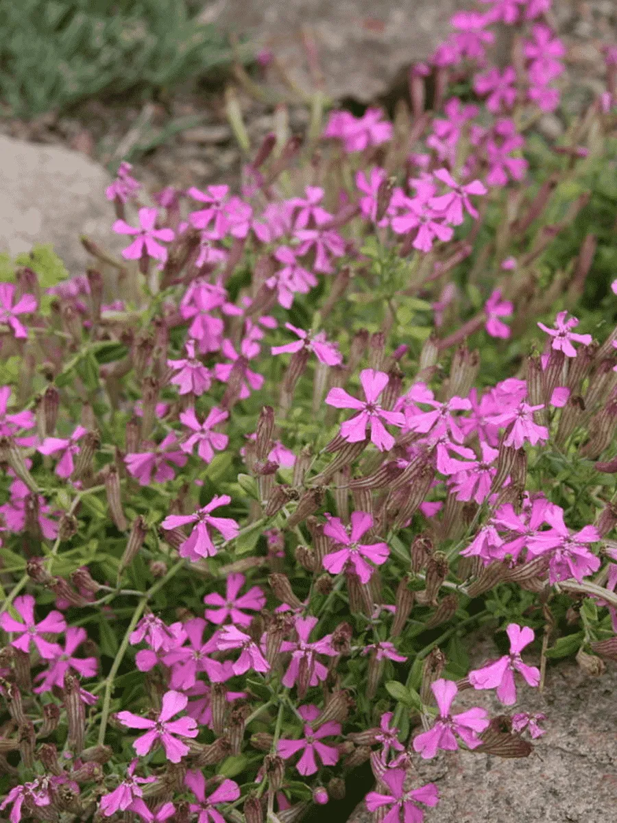 Смолёвка Смолёвка