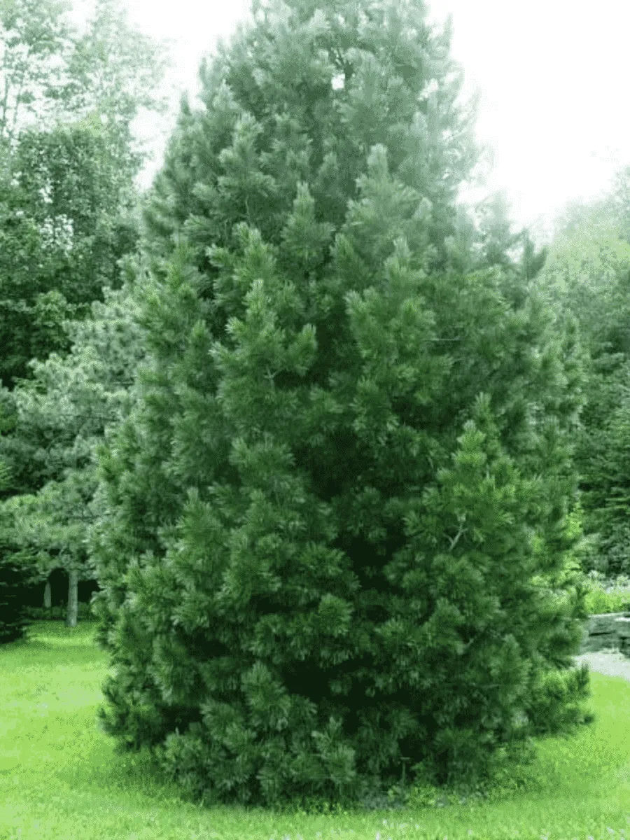 Сосна румелийская Сосна румелийская