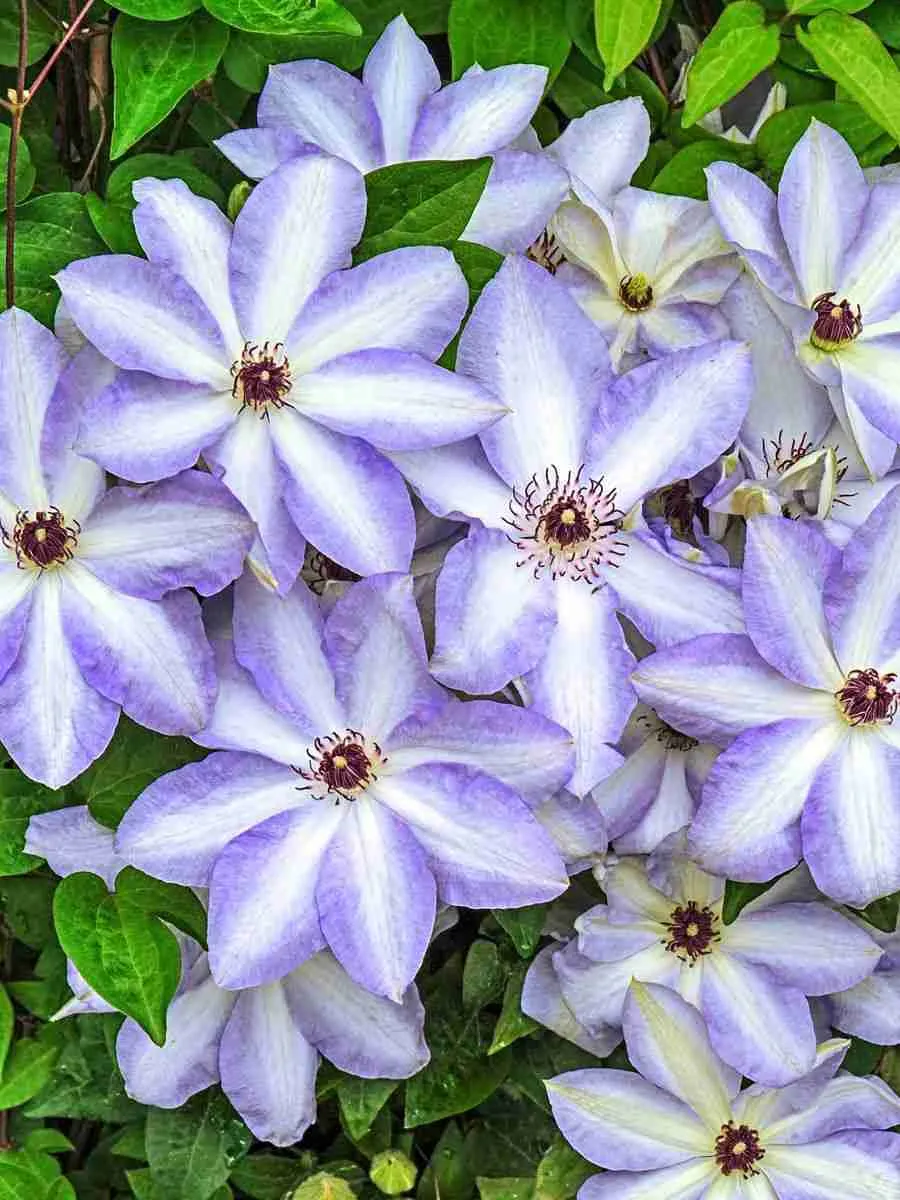 Клематис гибридный Ivan Olsson