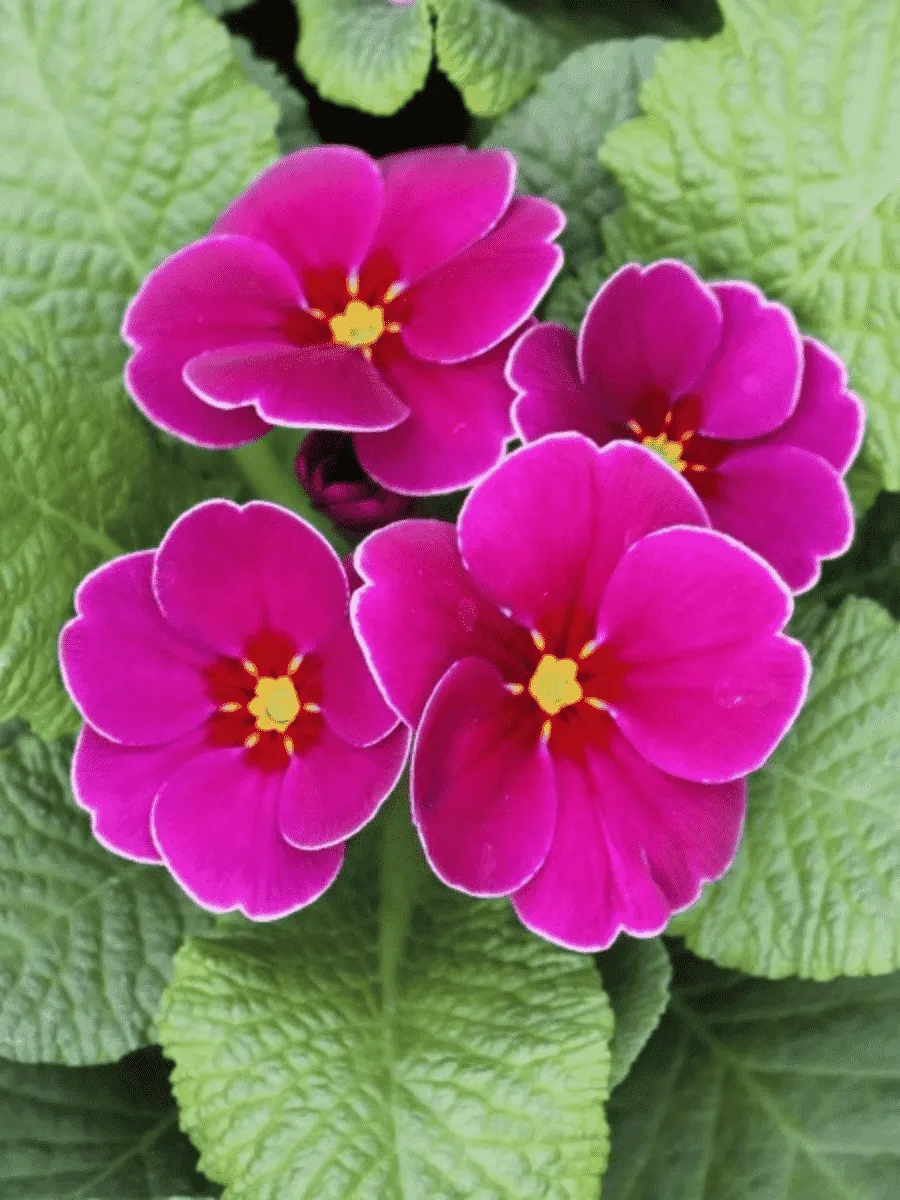 Примула Hethor Springsun Violet