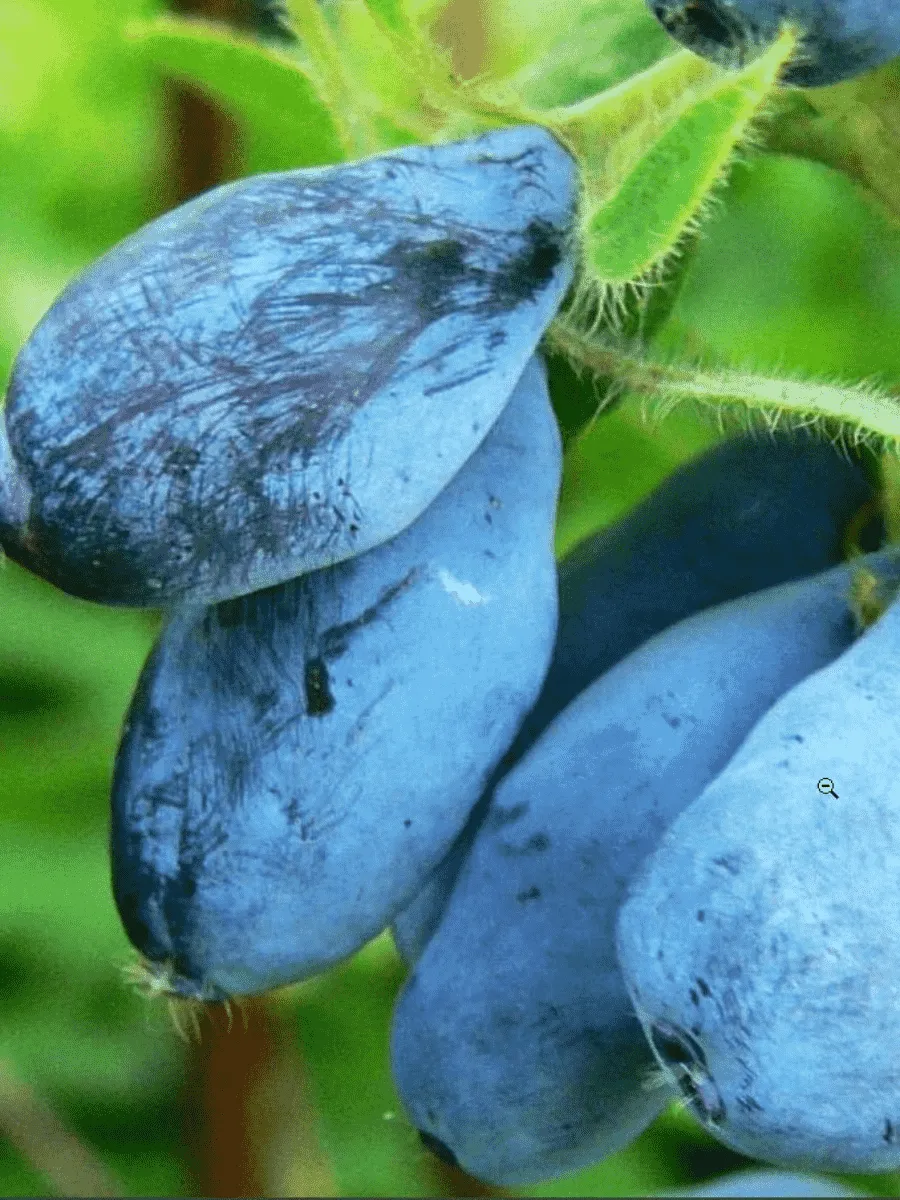 Жимолость  Волшебница Жимолость  Волшебница