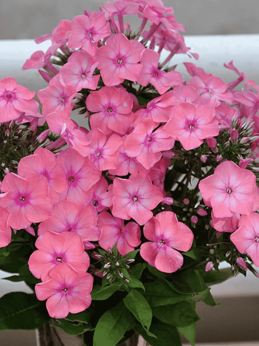 Флокс метельчатый Румяная малышка