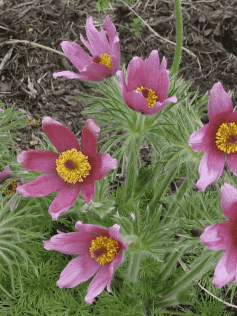 Прострел обыкновенный Rode Klokke Прострел обыкновенный Rode Klokke