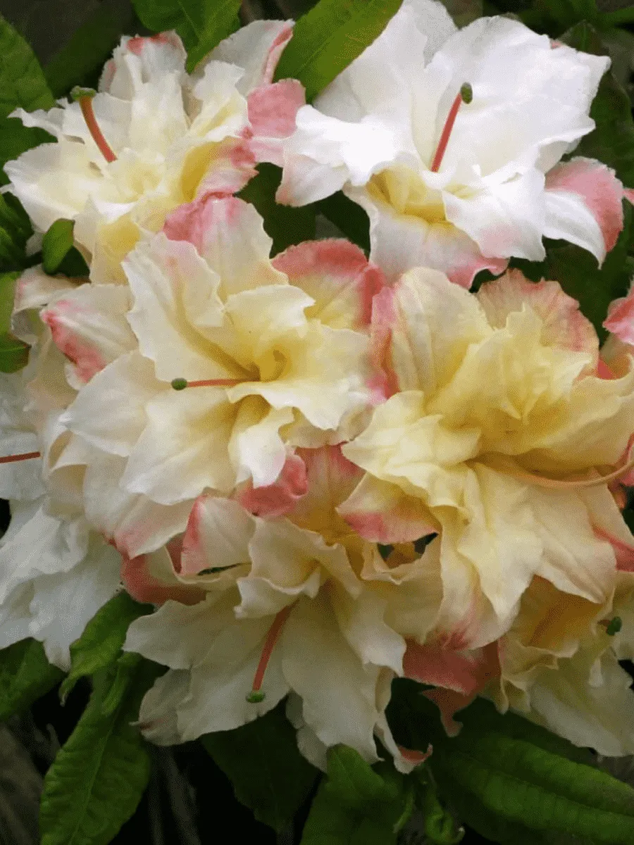 Азалия крупноцветковая Cannon's Double Азалия крупноцветковая Cannon's Double