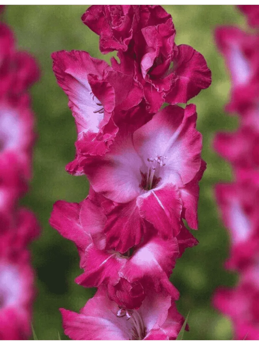 Гладиолус Jo Jo