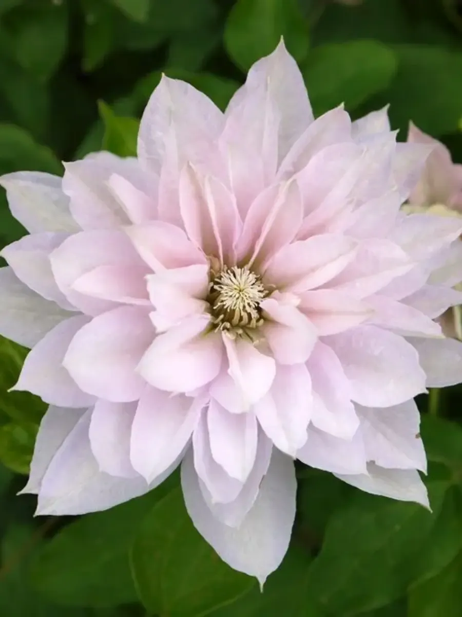 Клематис Dancing Queen