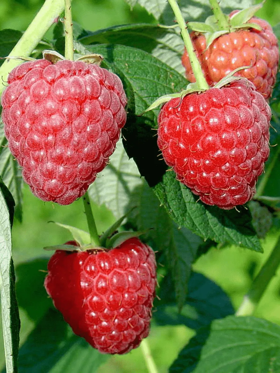 Малина обыкновенная Полесье