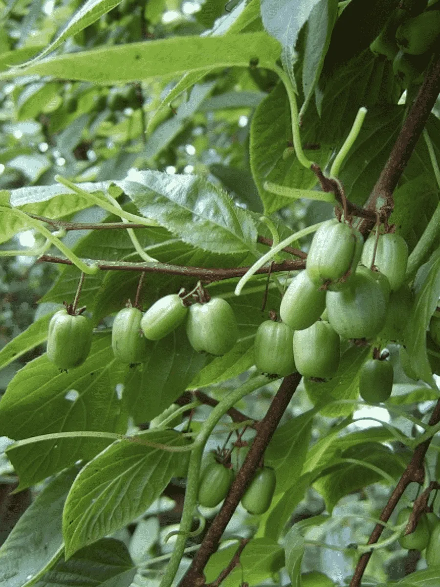 Актинидия коломикта Отличница Актинидия коломикта Отличница