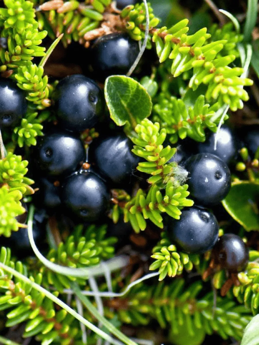 Водяника Водяника