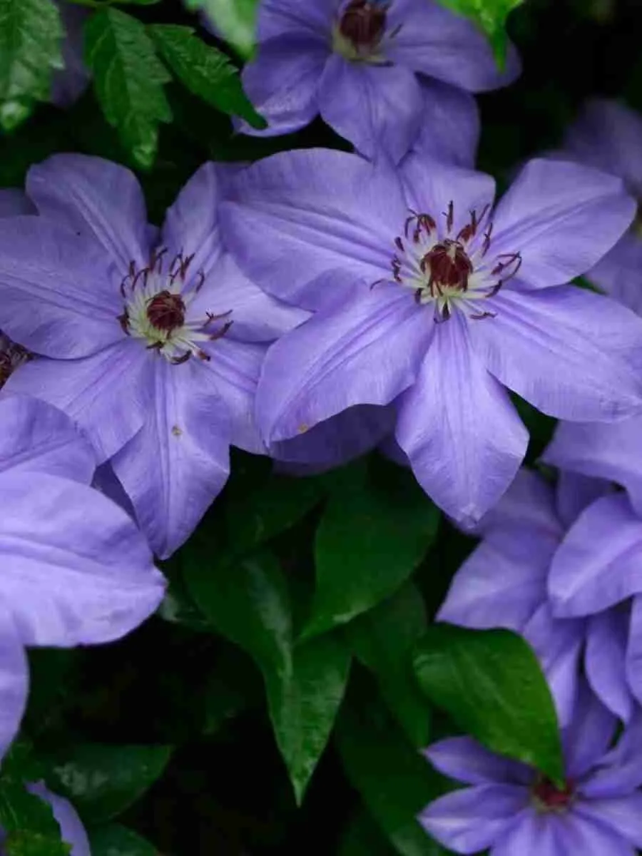 Клематис гибридный Laura