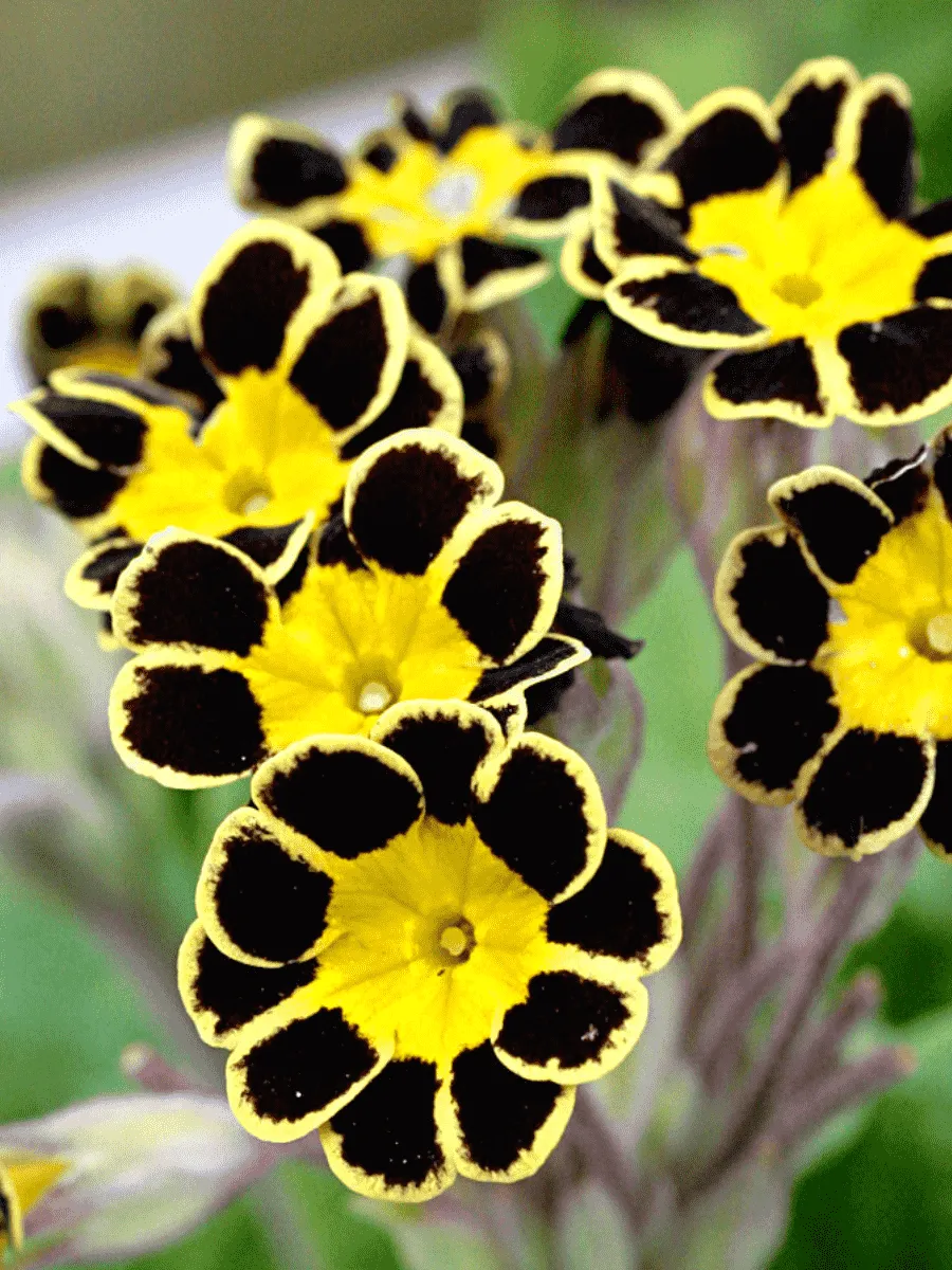 Примула высокая Victoriana Gold Lace Black