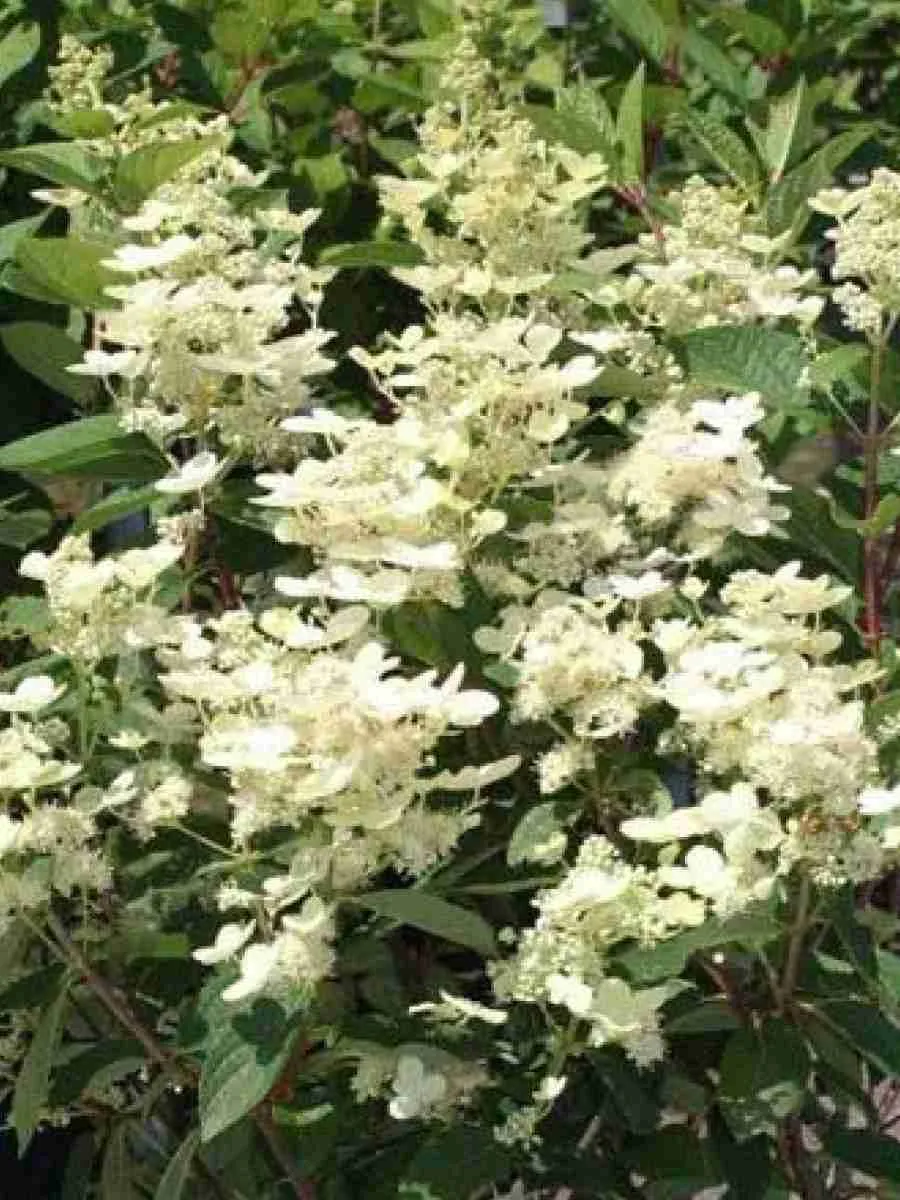 Гортензия метельчатая Early Harry