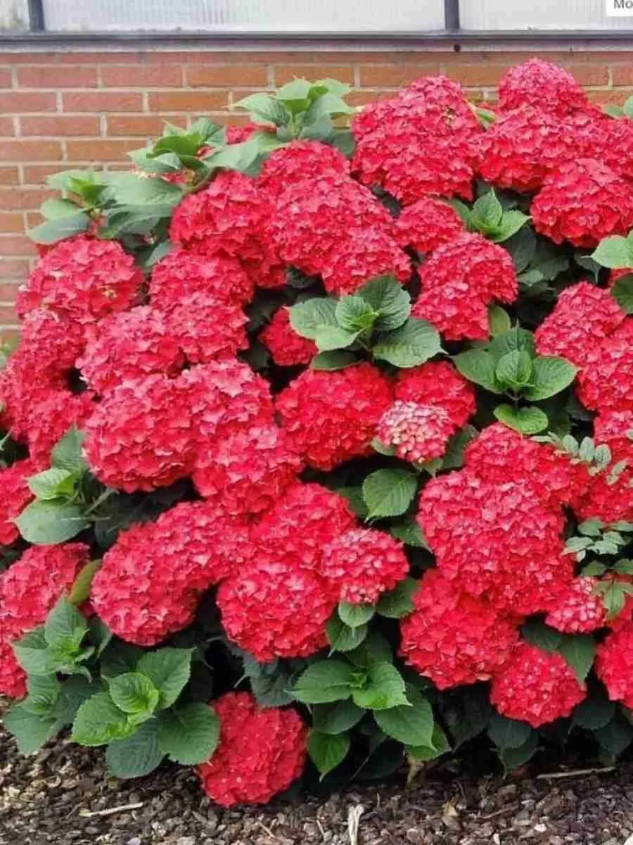 Гортензия Macrophylla red