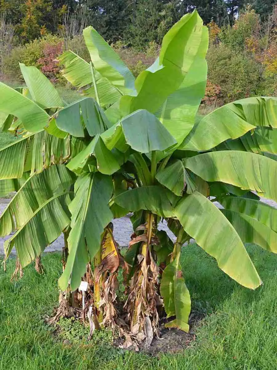 Банан японский  basjoo