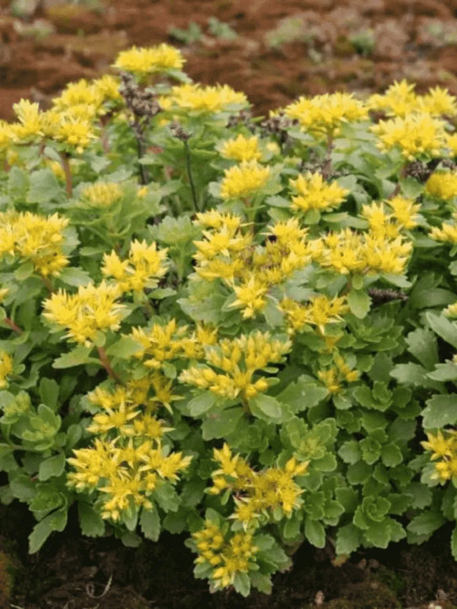 Очиток камчатский