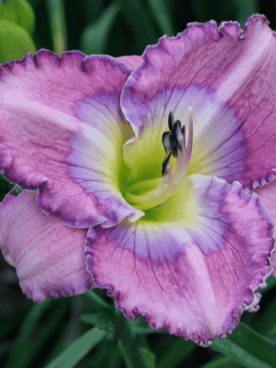 Лилейник Palace Garden Beauty