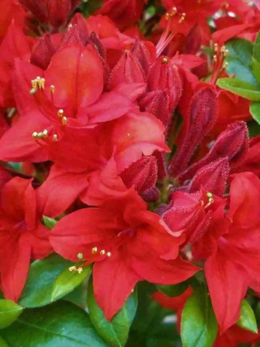 Азалия Crosswater Red