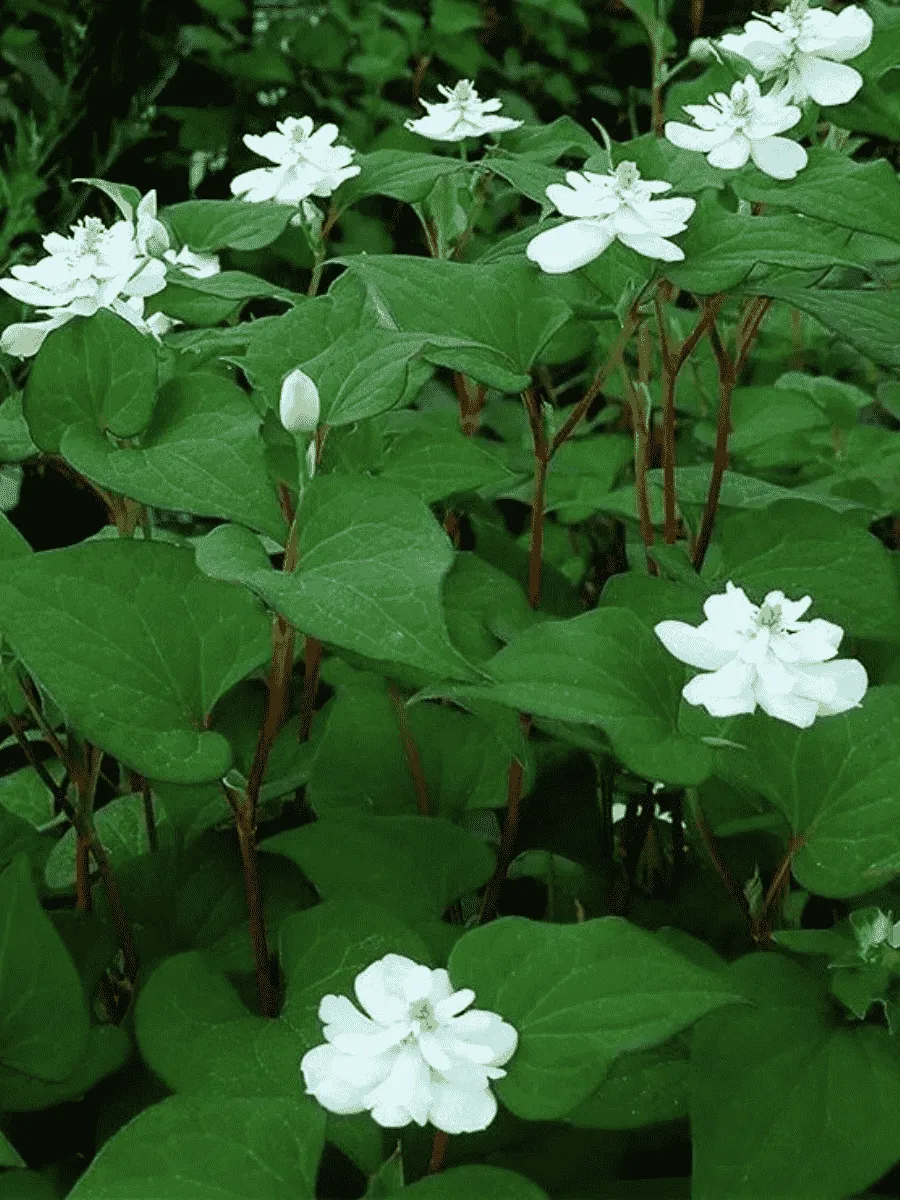 Хауттюйния сердцевидная Plena Хауттюйния сердцевидная Plena