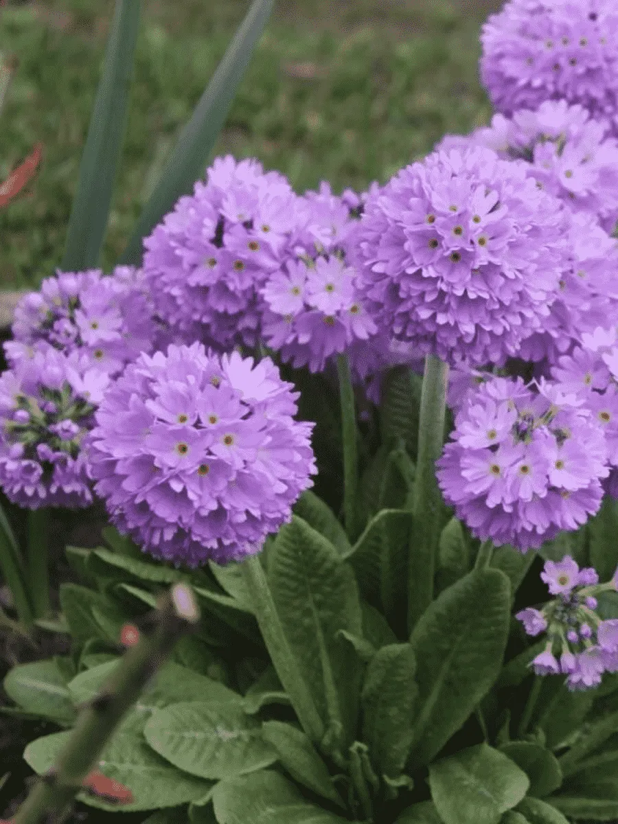 Примула мелкозубчатая Prom Lilac Примула мелкозубчатая Prom Lilac