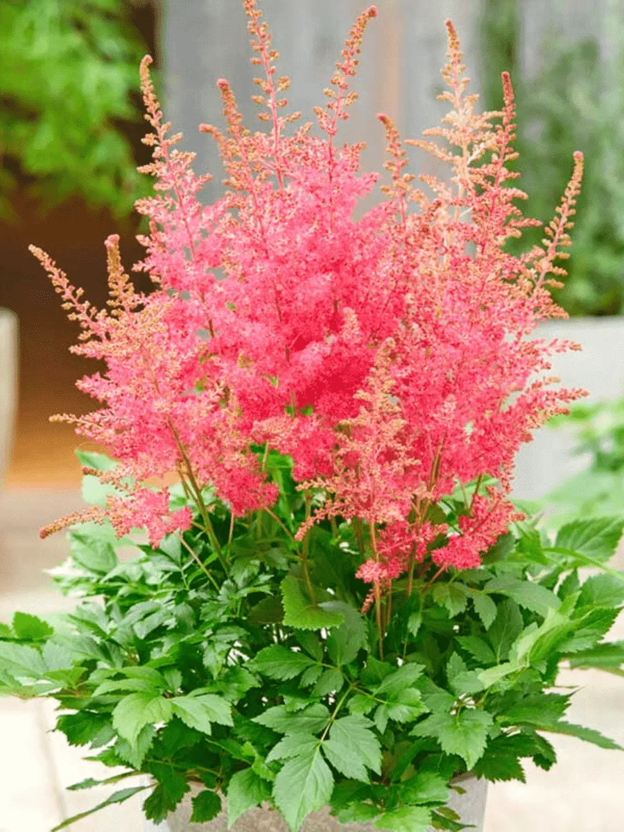 Астильба гибридная Sunny Day