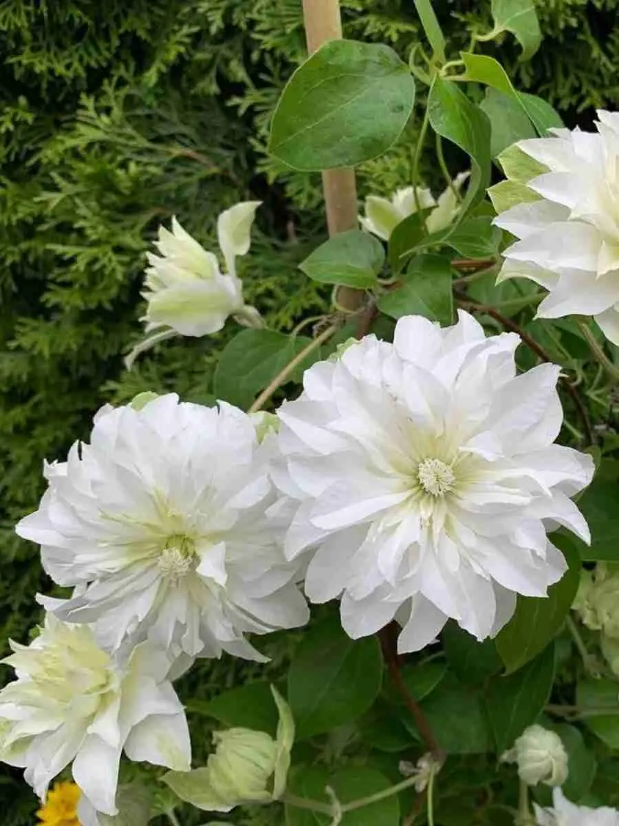 Клематис гибридный Isago