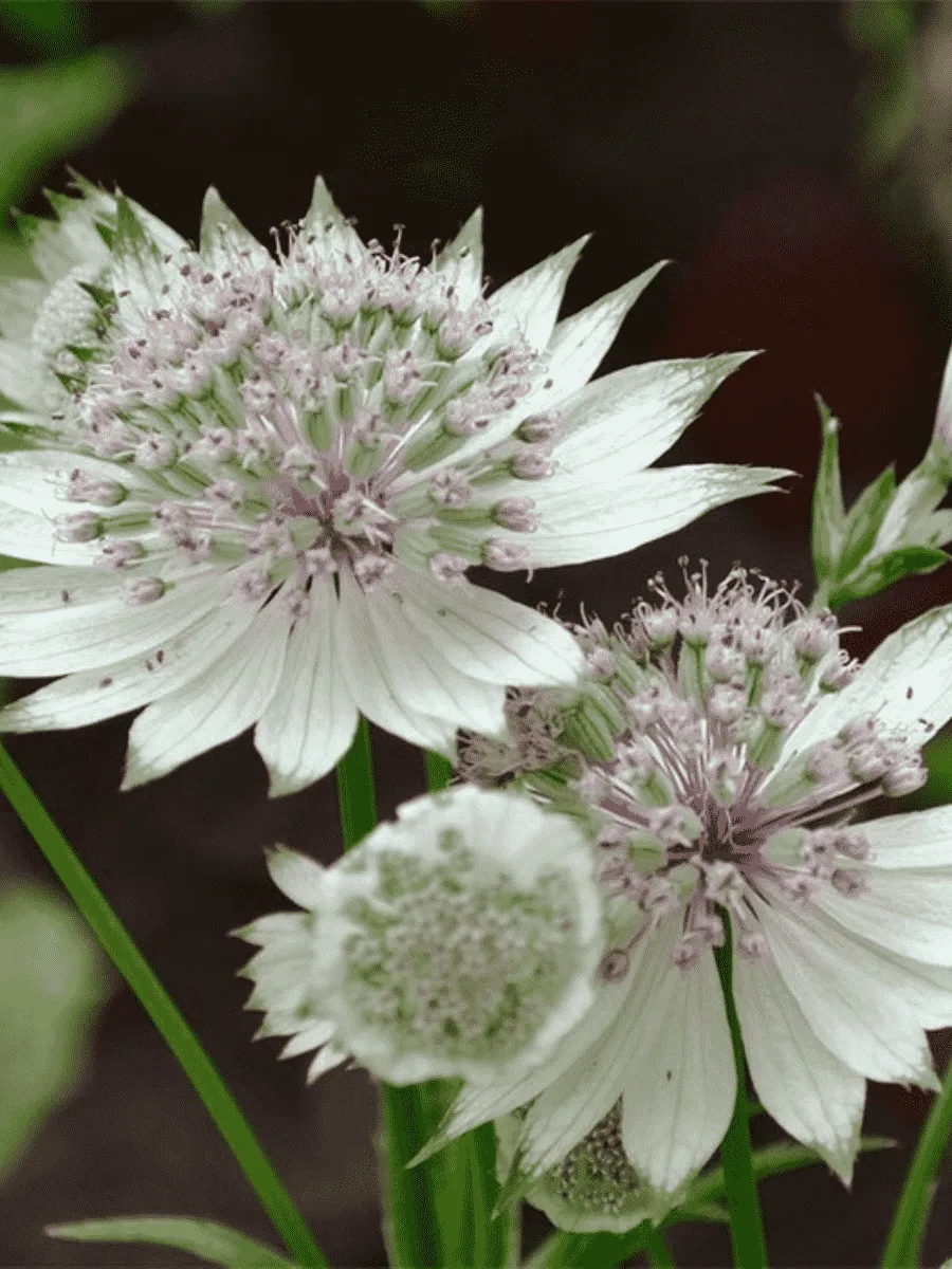 Астранция баварская