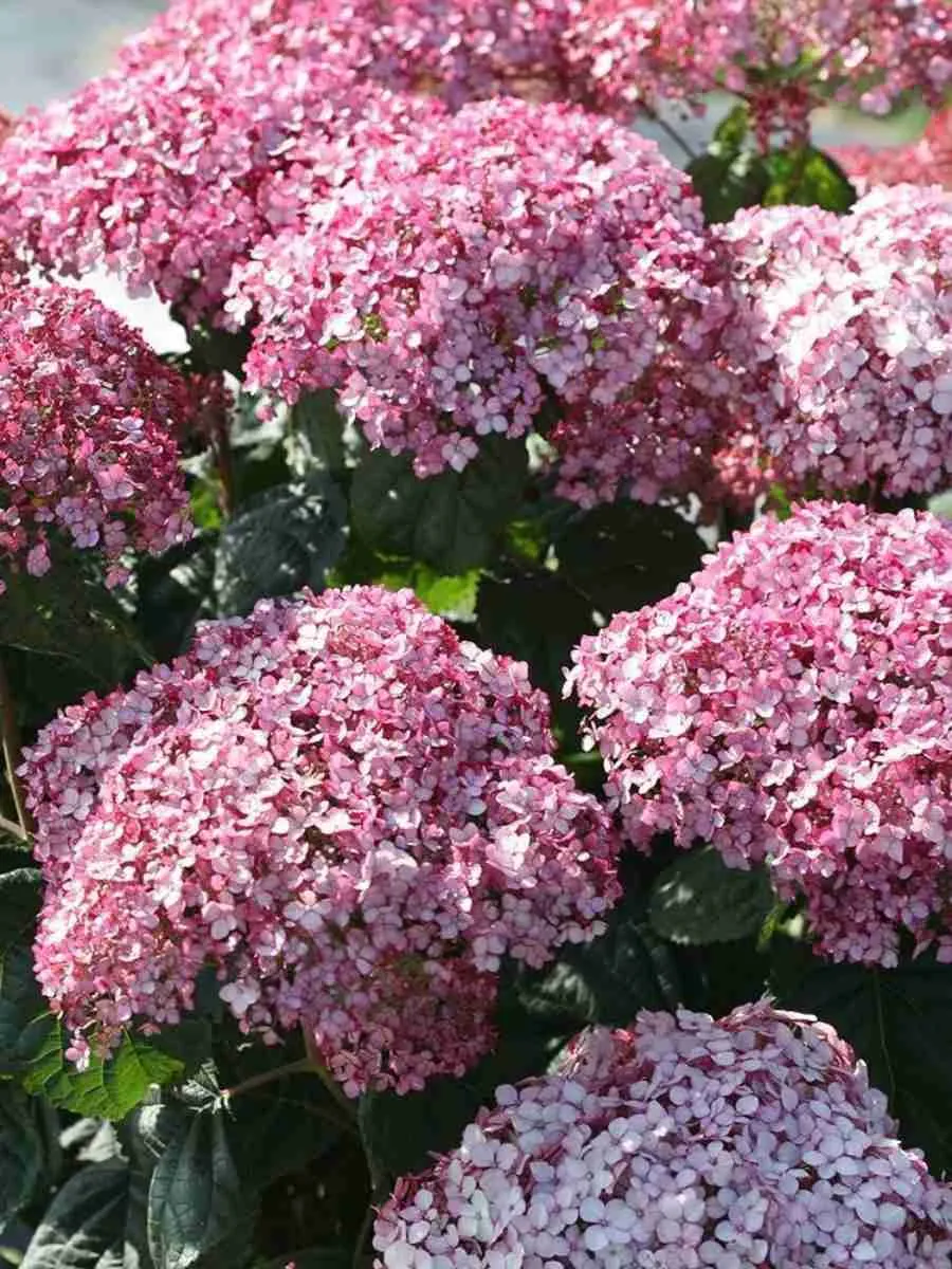 Гортензия древовидная Candybelle Bubblegum