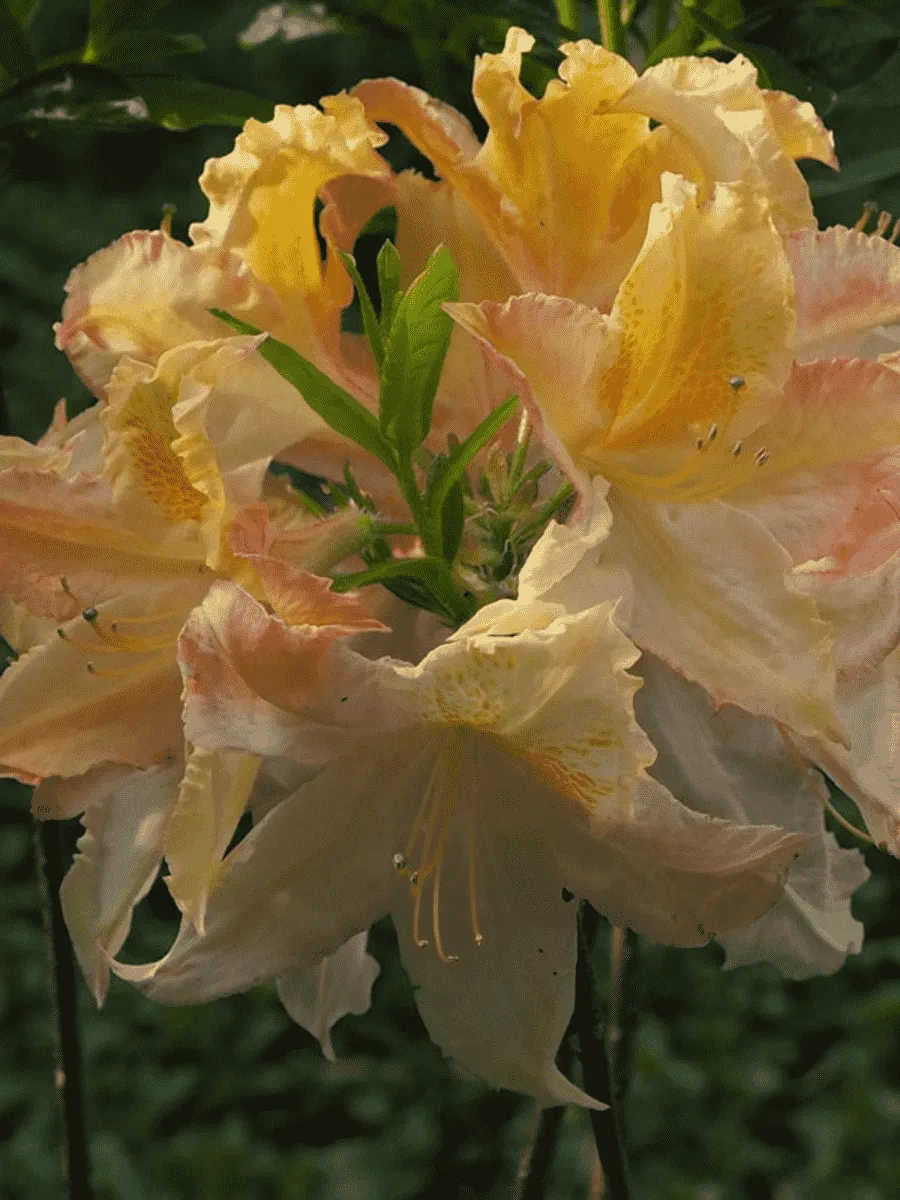 Азалия Zuza Азалия Zuza