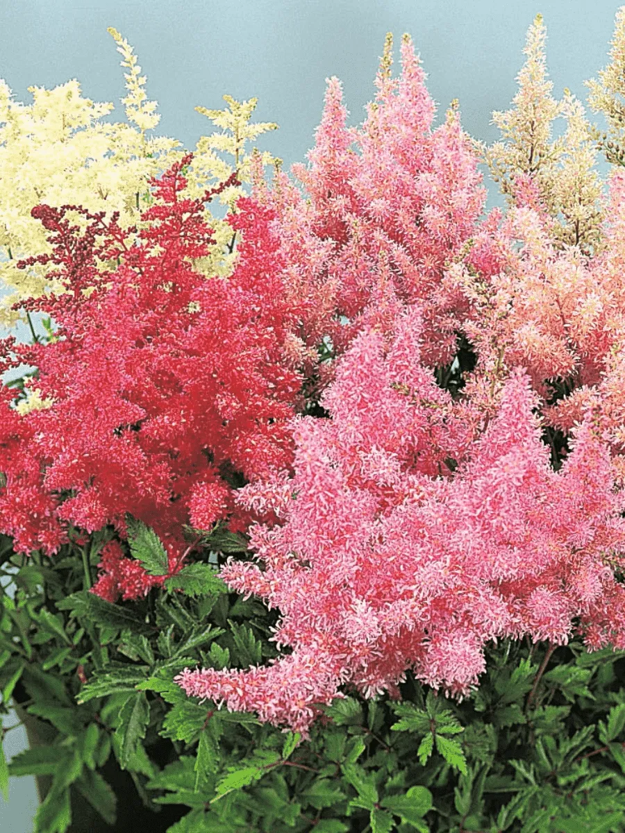 Астильба Арендса Mix Астильба Арендса Mix