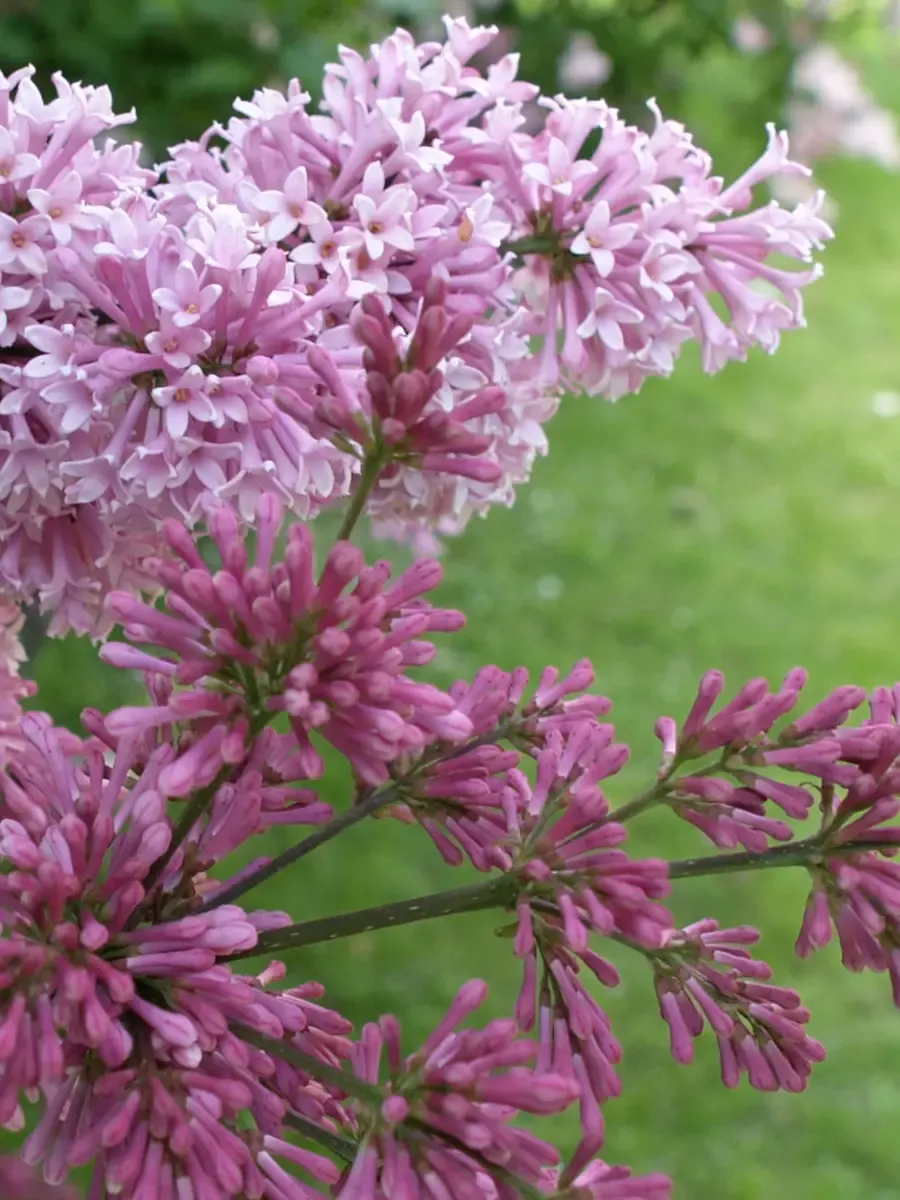 Сирень Престона Elinor Сирень Престона Elinor