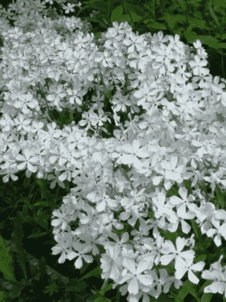 Флокс растопыренный White Perfume