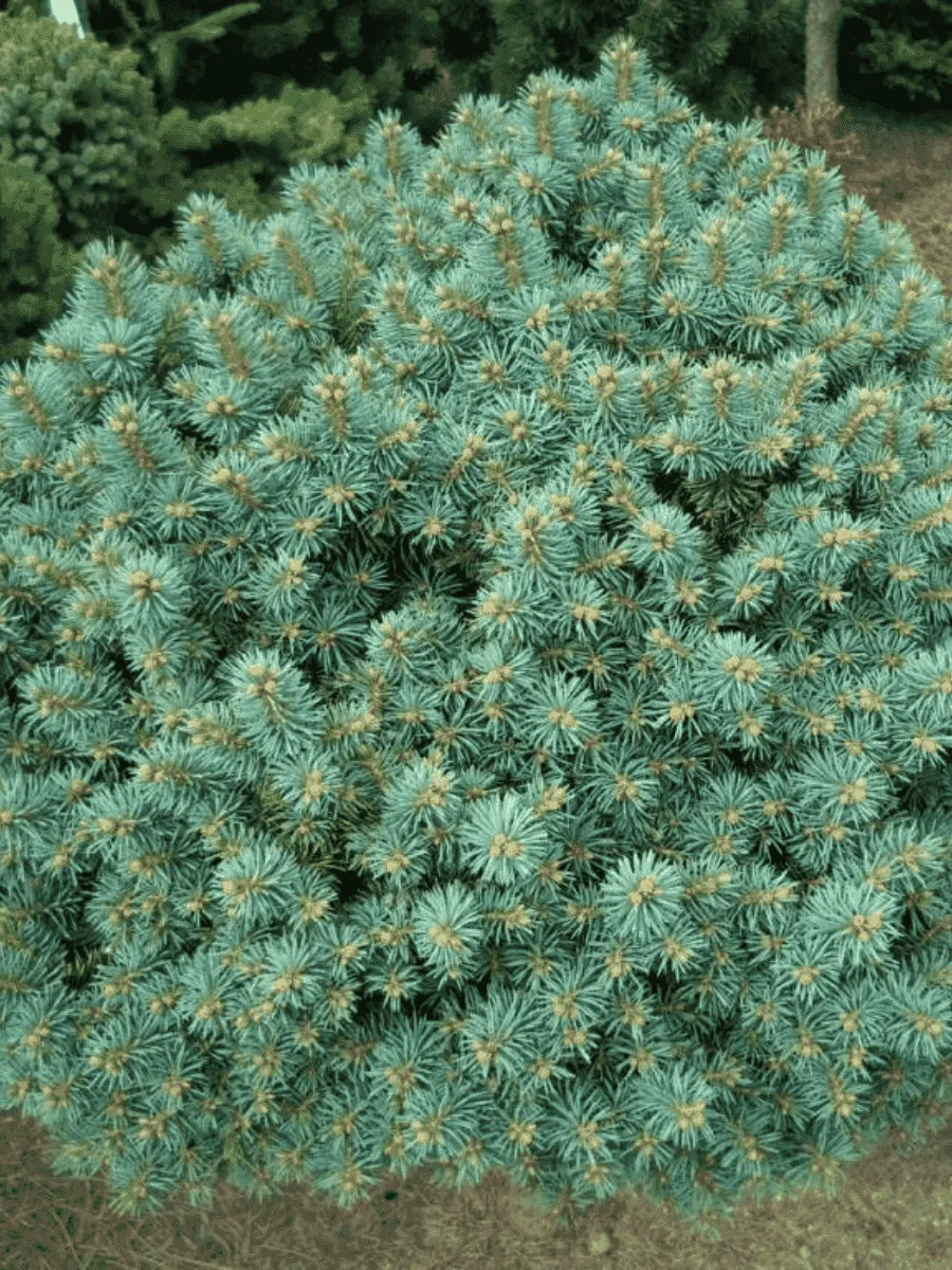 Ель колючая Brynek Ель колючая Brynek