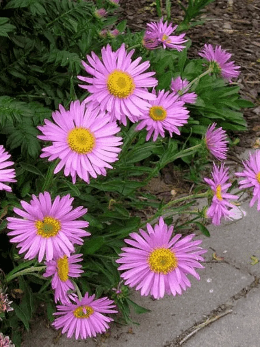 Астра альпийская Happy End