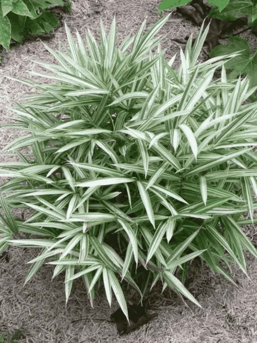 Плейобластус Плейобластус