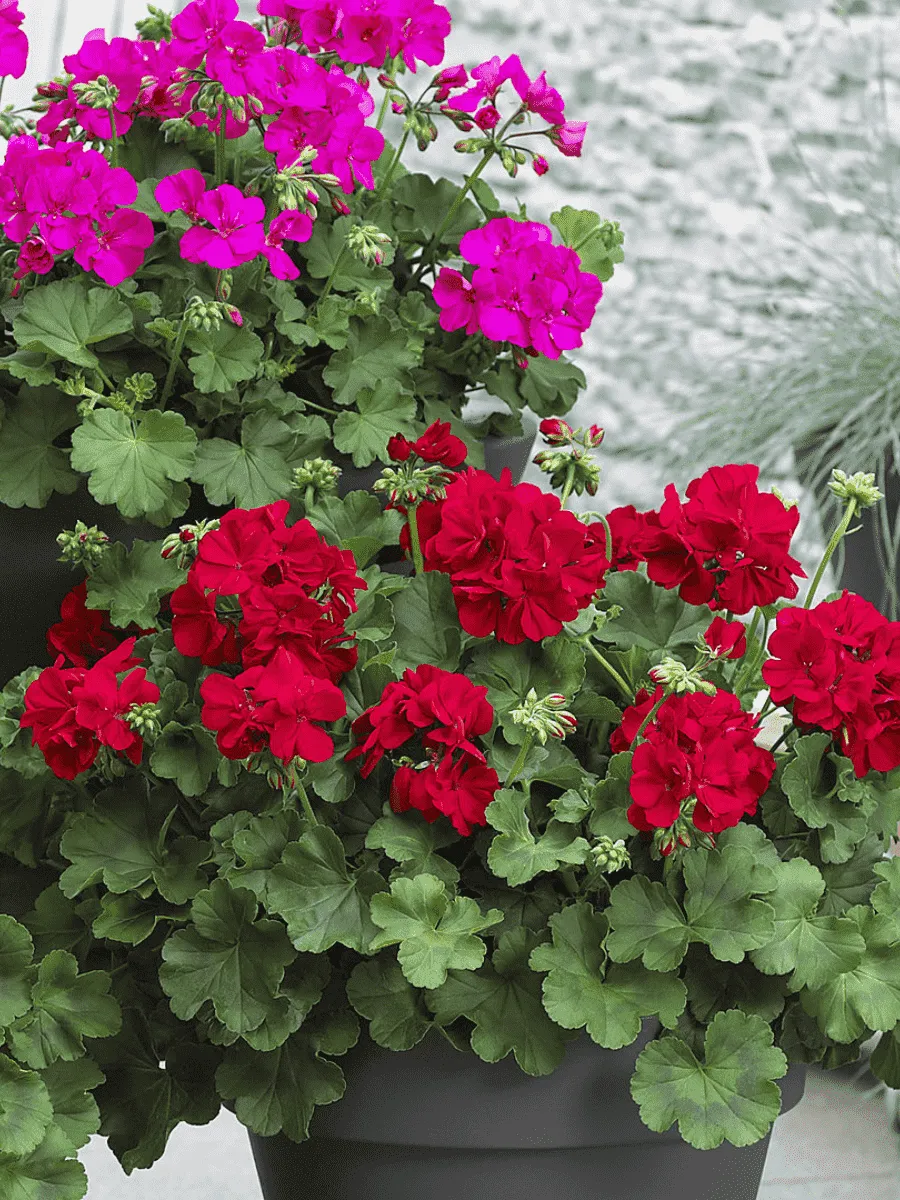 Герань Герань