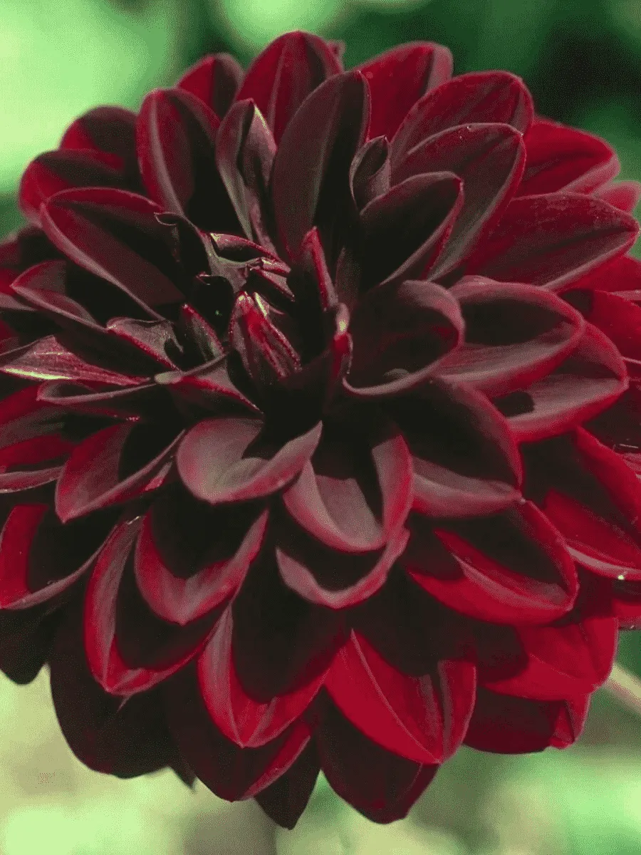 Георгина Arabian Night