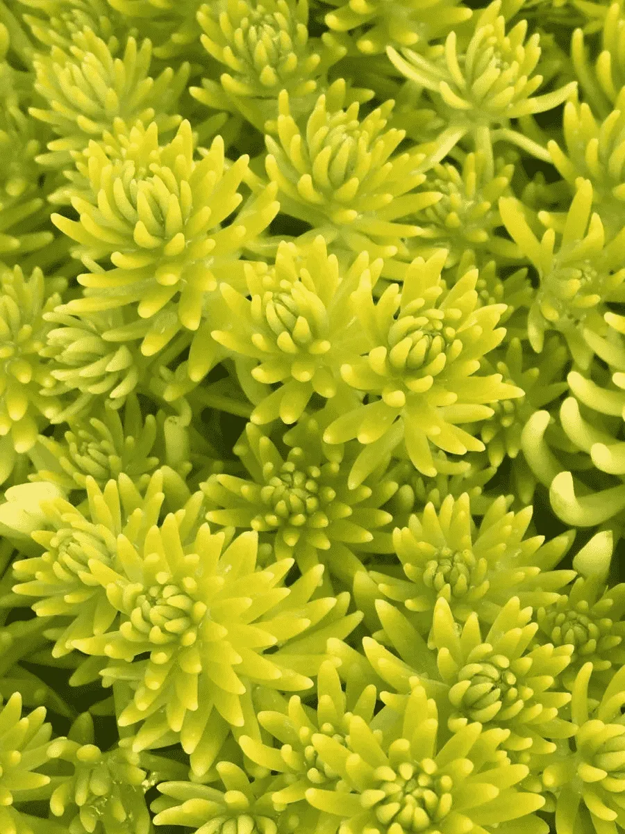 Очиток отогнутый Aureum