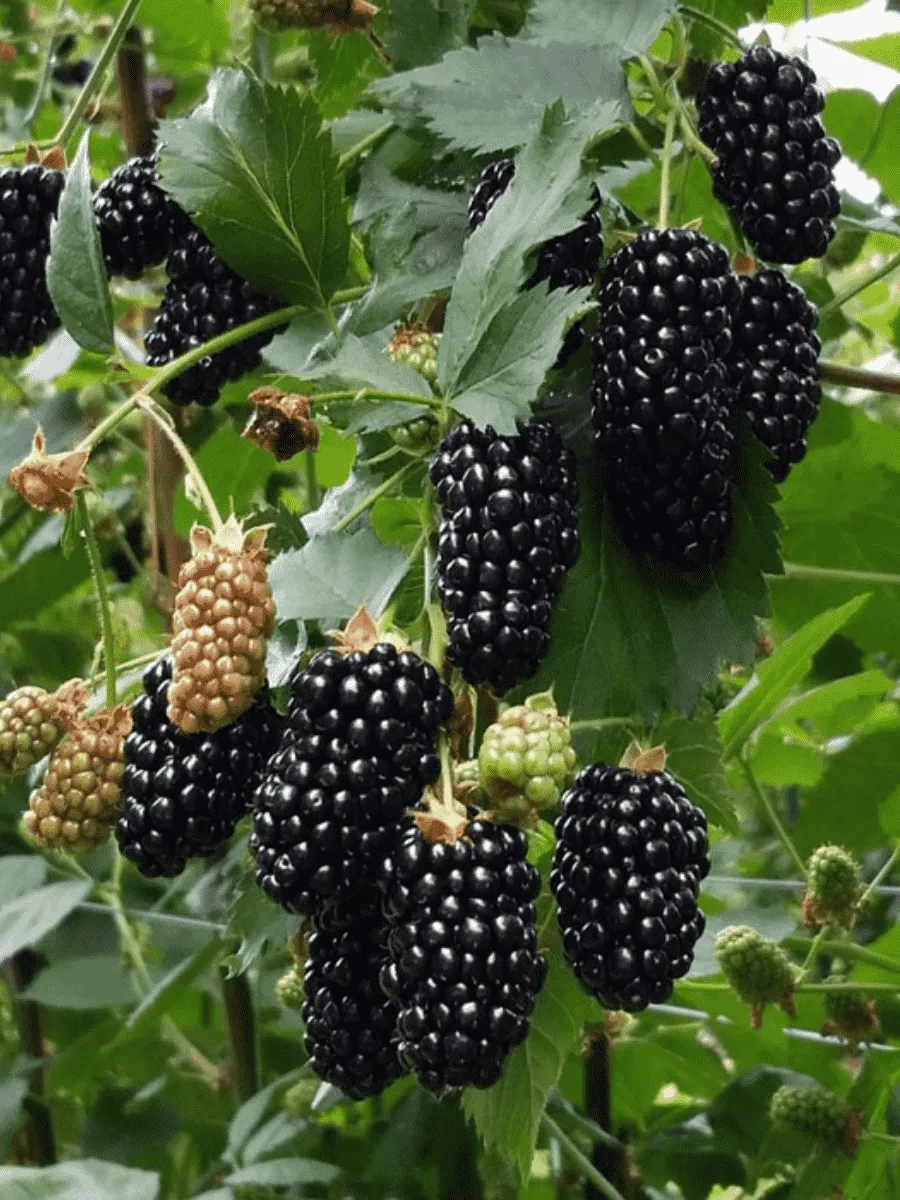 Ежевика садовая Black butte Ежевика садовая Black butte