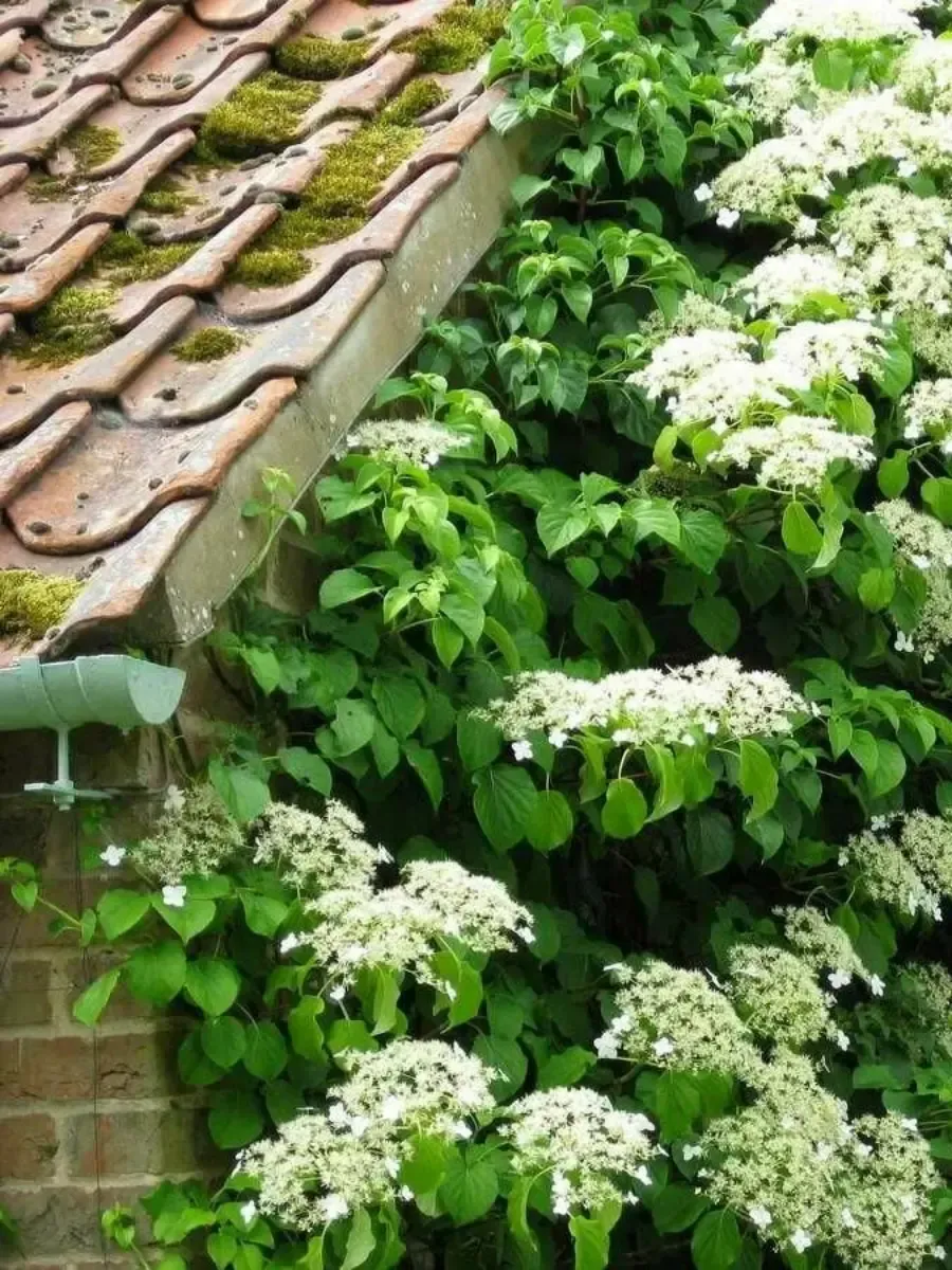 Гортензия плетистая Green Racer Гортензия плетистая Green Racer