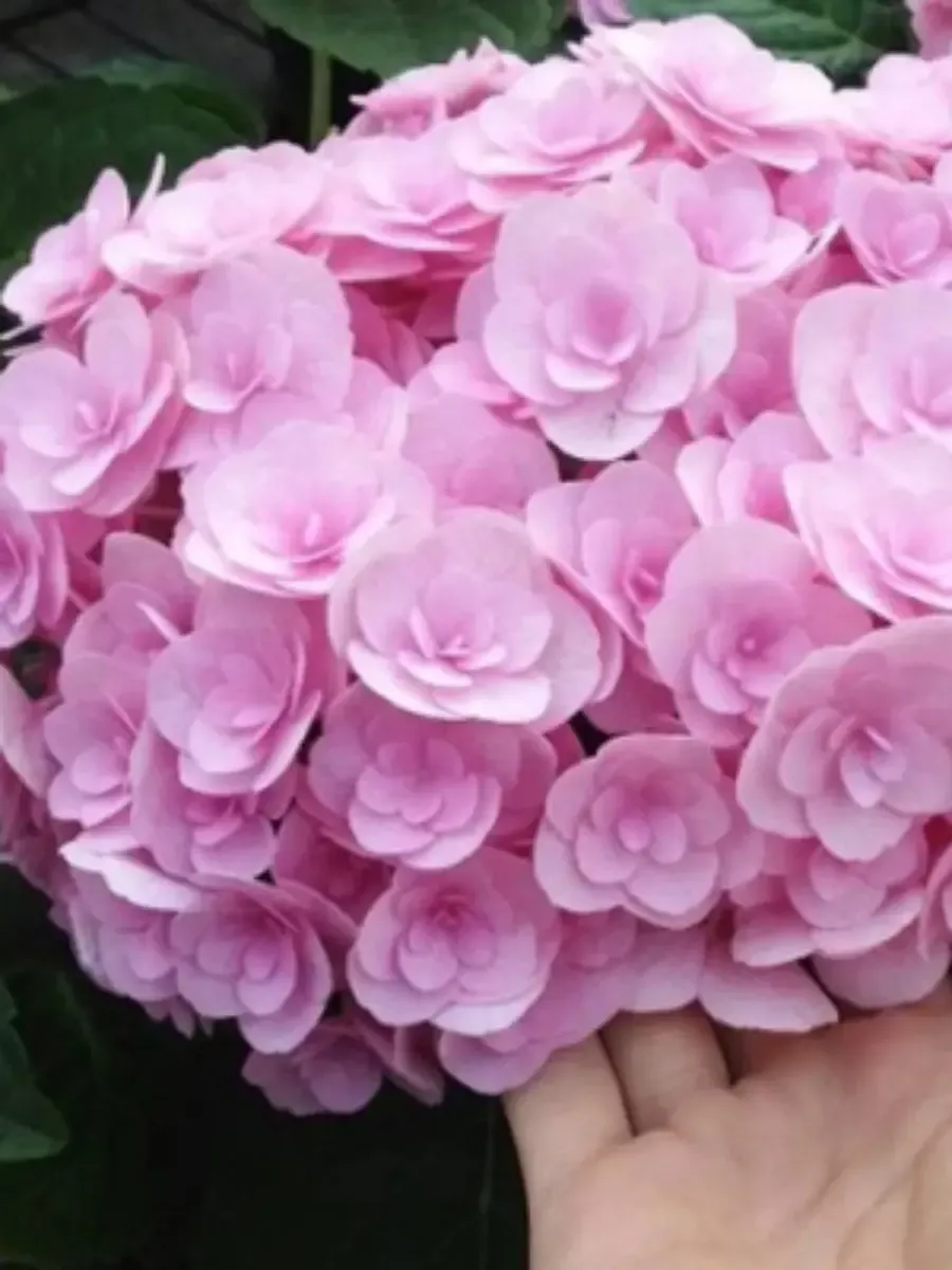 Гортензия крупнолистная You And Me Love