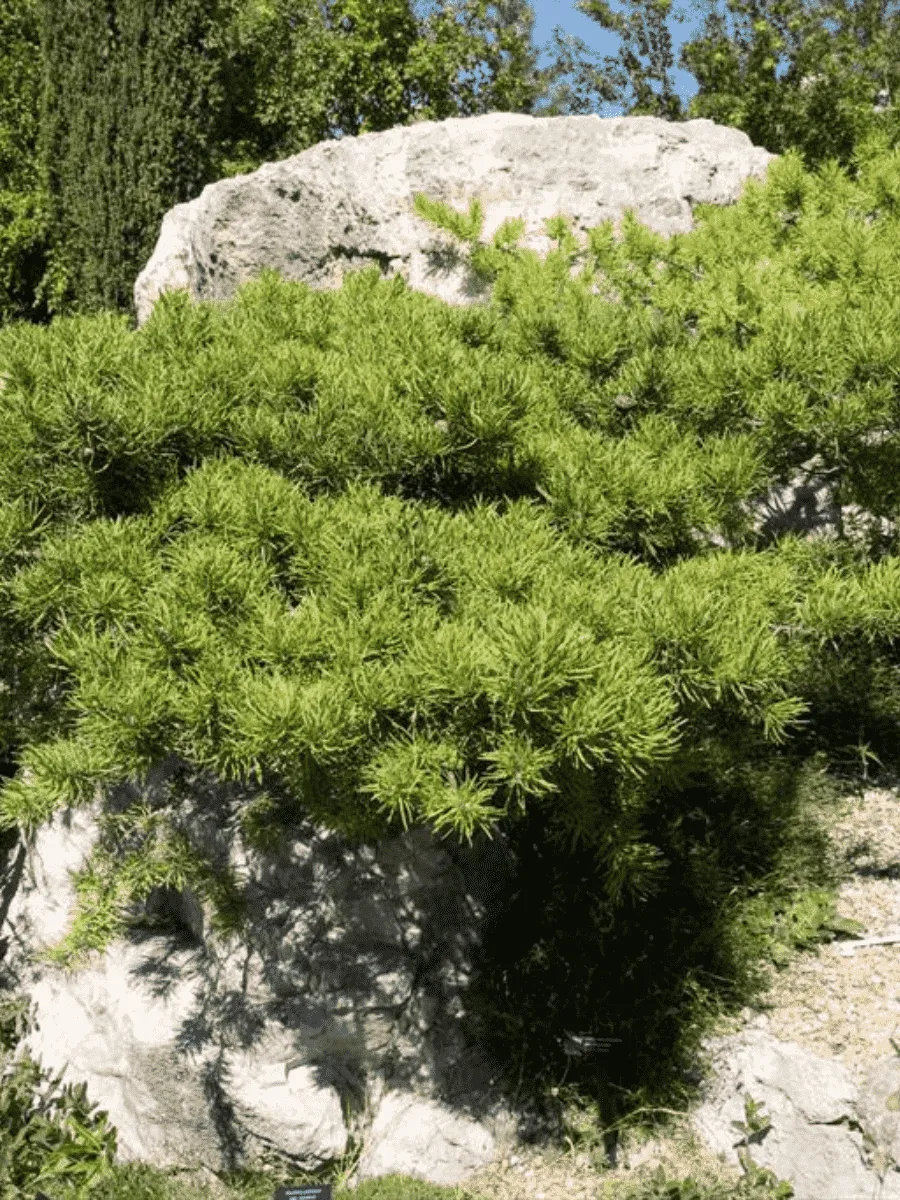 Сосна Банкса Schoodic Сосна Банкса Schoodic