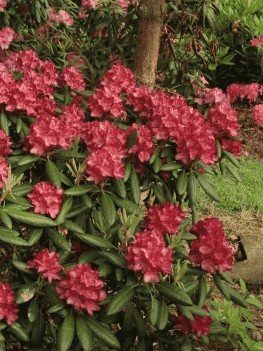 Рододендрон гибридный Kazimierz Wielki