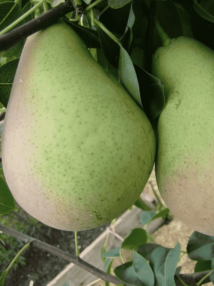 Груша Январская Груша Январская