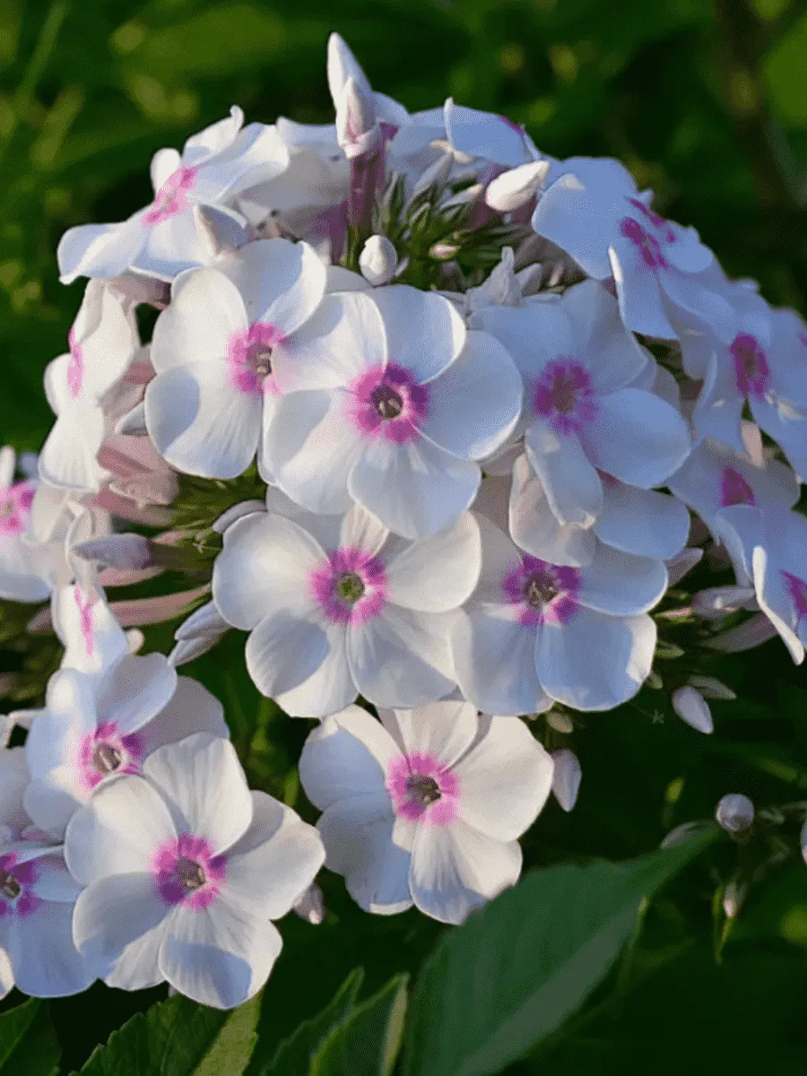 Флокс метельчатый Europa