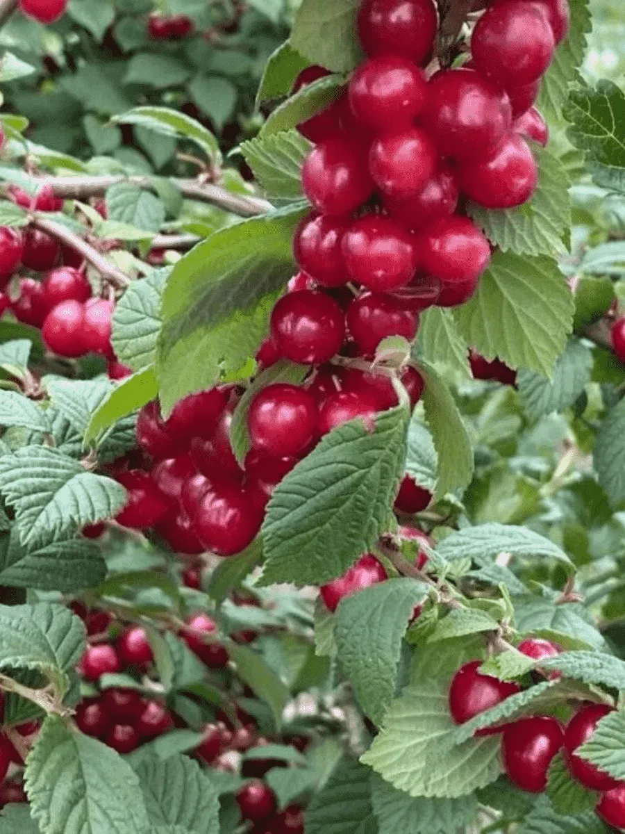 Вишня войлочная Сказочная