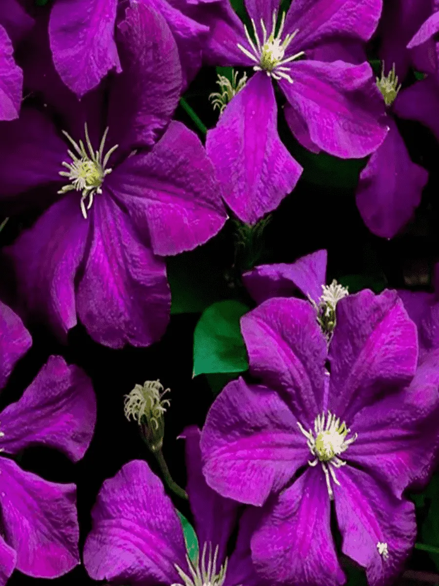 Клематис гибридный Etoile Violette