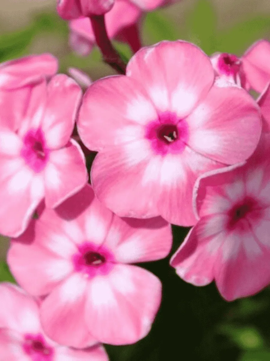 Флокс метельчатый Оленька