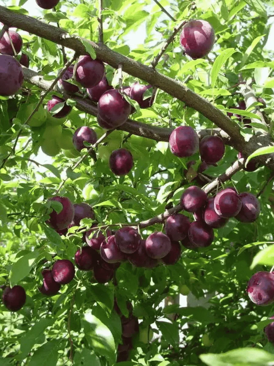 Слива домашняя Стартовая Слива домашняя Стартовая