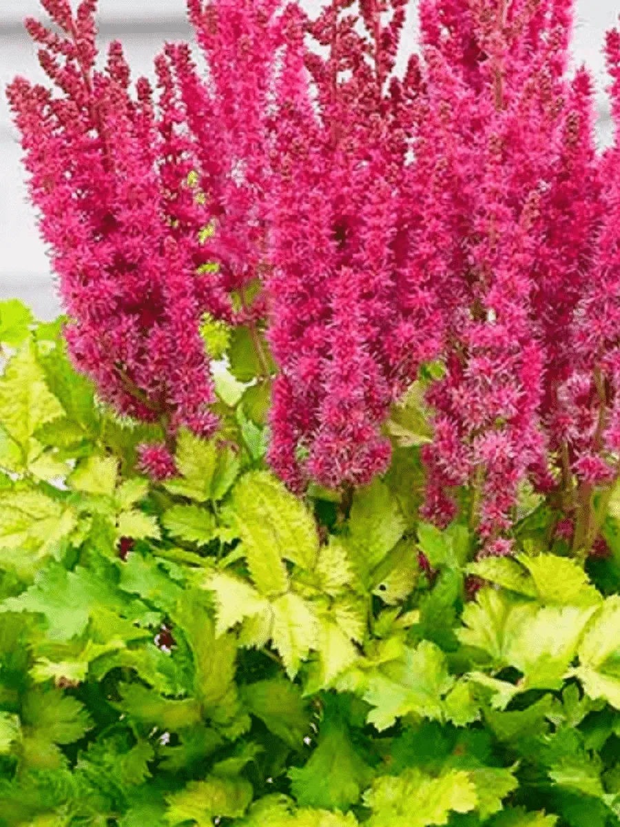 Астильба китайская Color Flash Lime